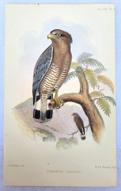 Set of Four Hand-Colored Lithograph Ornithological Prints from "The Ibis" Birds