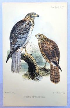 Set of Four Hand-Colored Lithograph Ornithological Prints from "The Ibis" Birds