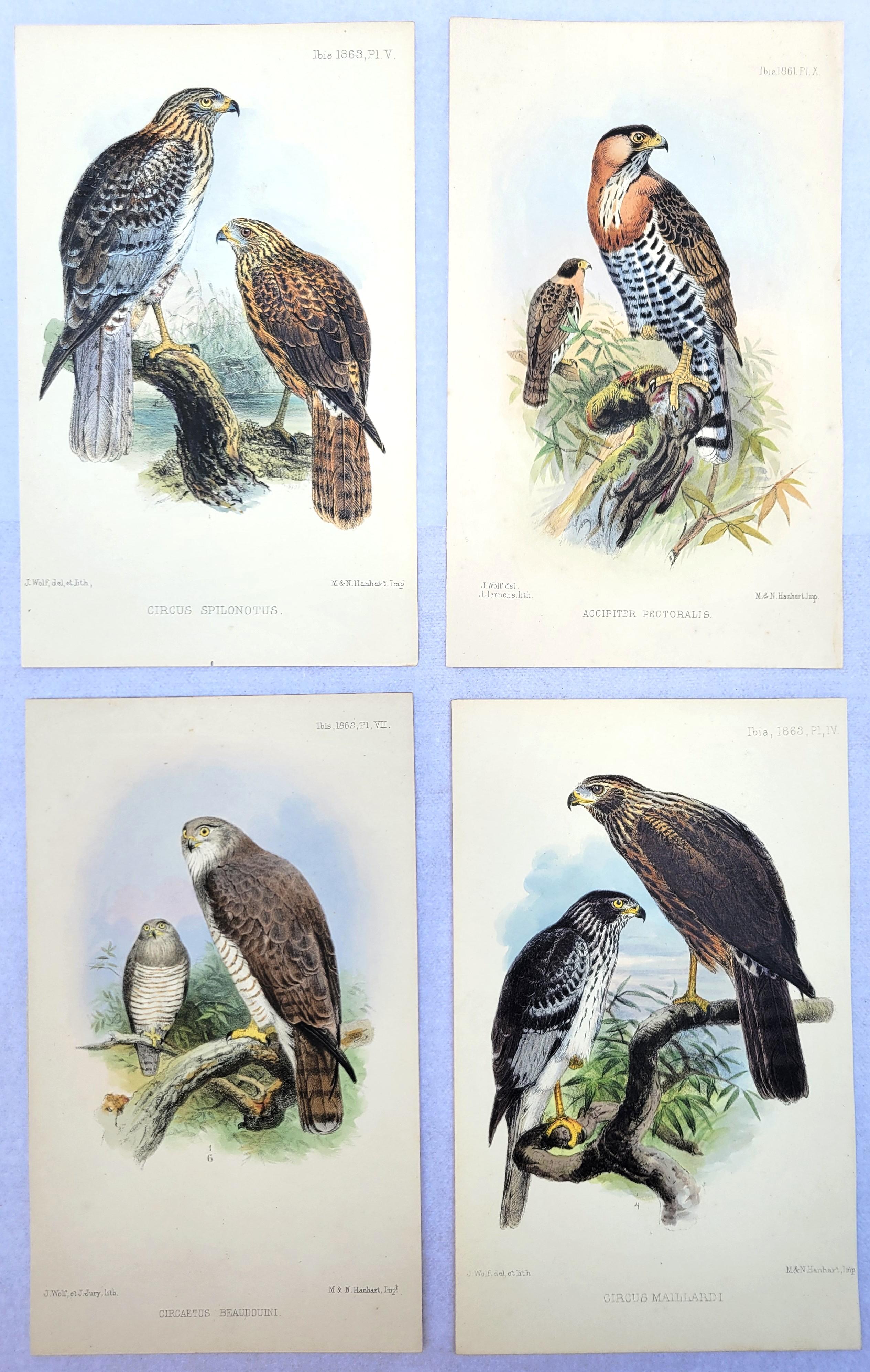 Ensemble de quatre lithographies ornithologiques colorées à la main tirées de "The Ibis" Birds