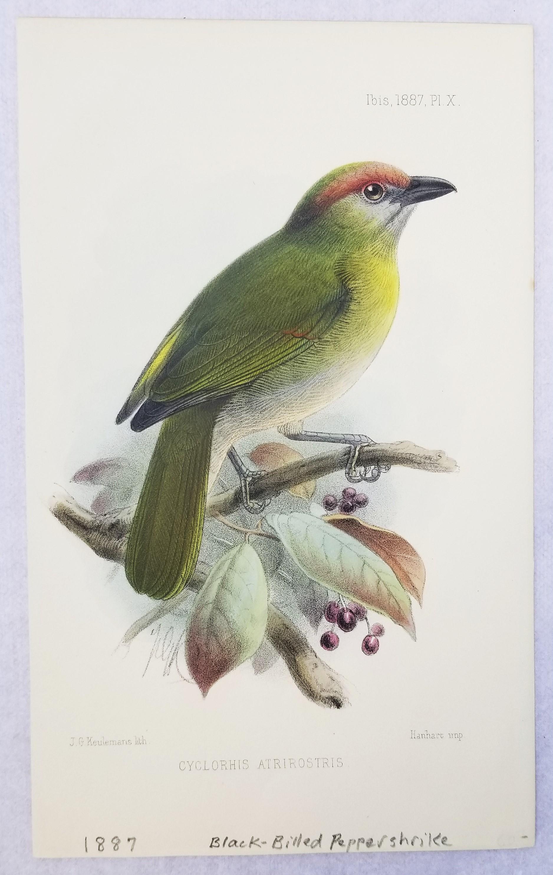 Set of Six Hand-Colored Lithograph Ornithological Prints from 