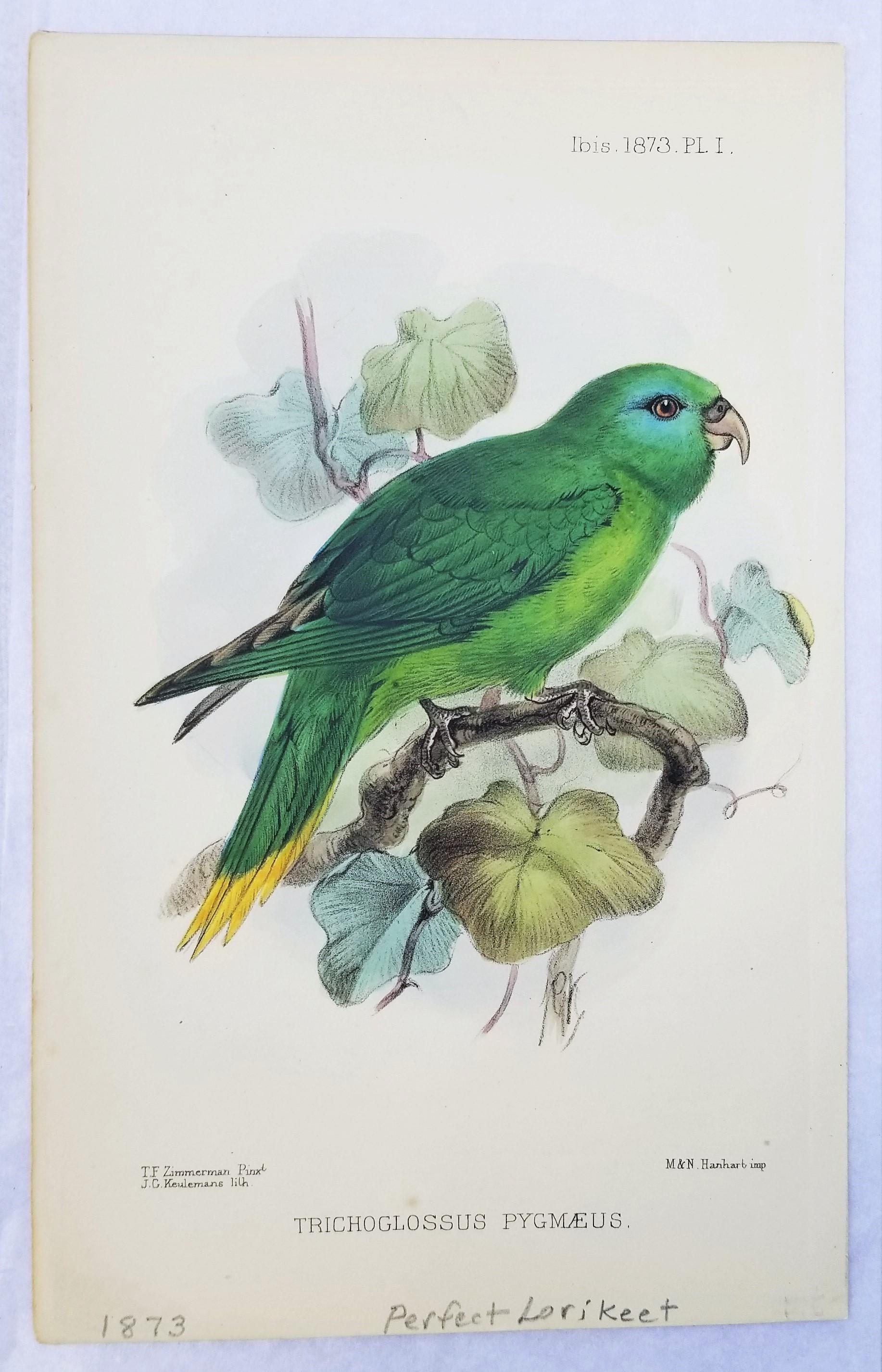 Set of Six Hand-Colored Lithograph Ornithological Prints from 