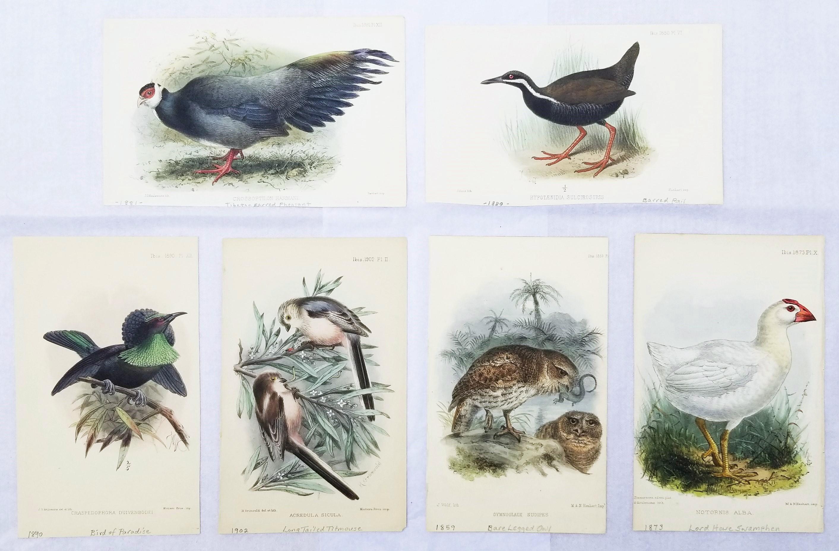 Philip Lutley Sclater Animal Print - Set of Six Hand-Colored Lithograph Ornithological Prints from "The Ibis"