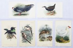 Set of Six Hand-Colored Lithograph Ornithological Prints from "The Ibis"