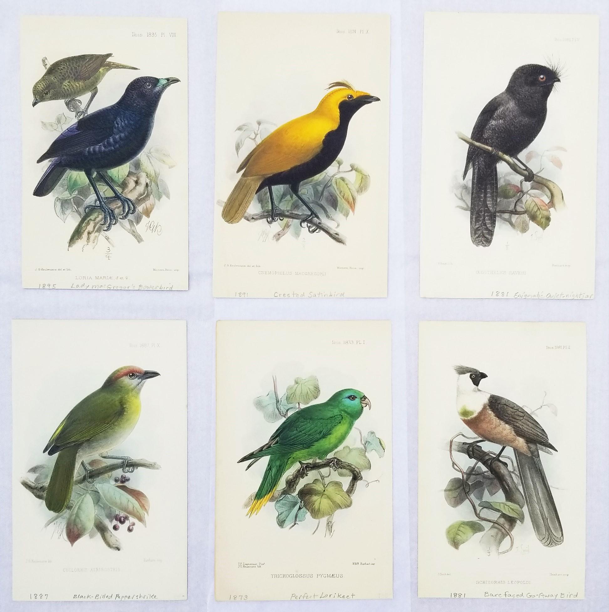 Philip Lutley Sclater Animal Print - Set of Six Hand-Colored Lithograph Ornithological Prints from "The Ibis"