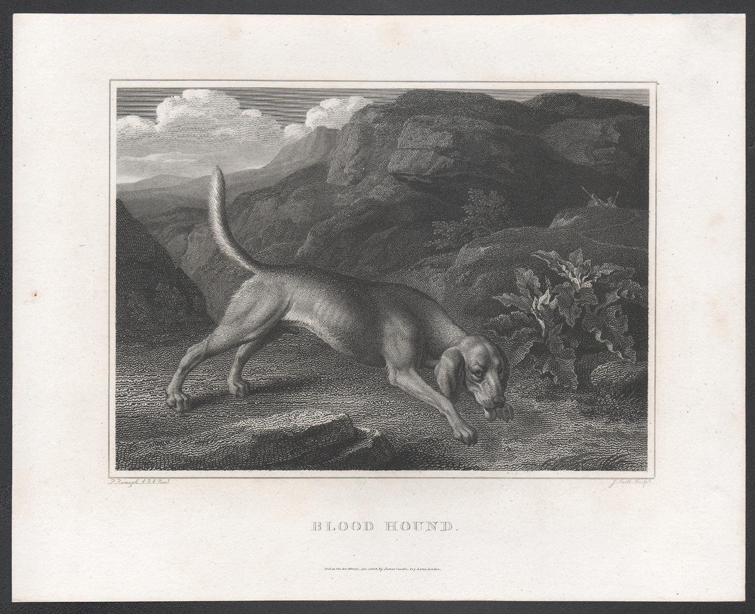 Bloodhound, early 19th century English dog engraving - Print by Philip Reinagle