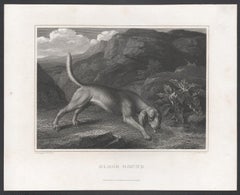 Bloodhound, early 19th century English dog engraving