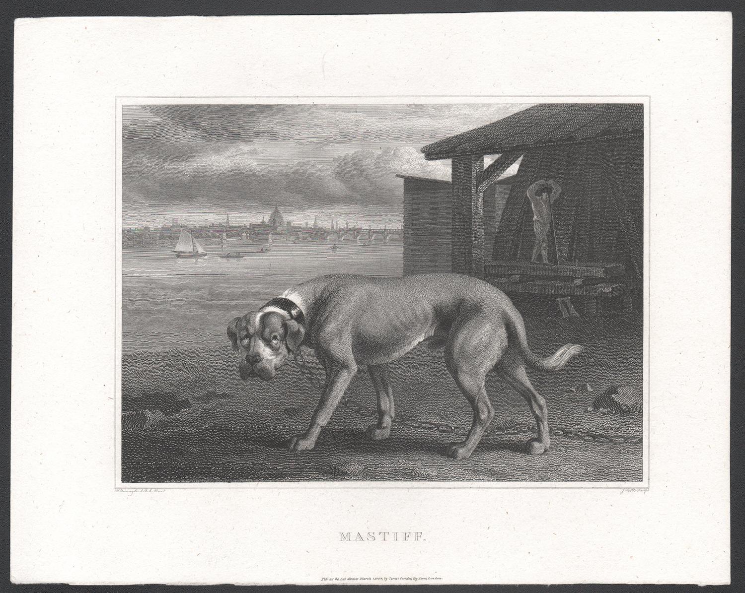Mastiff, early 19th century English dog engraving - Print by Philip Reinagle