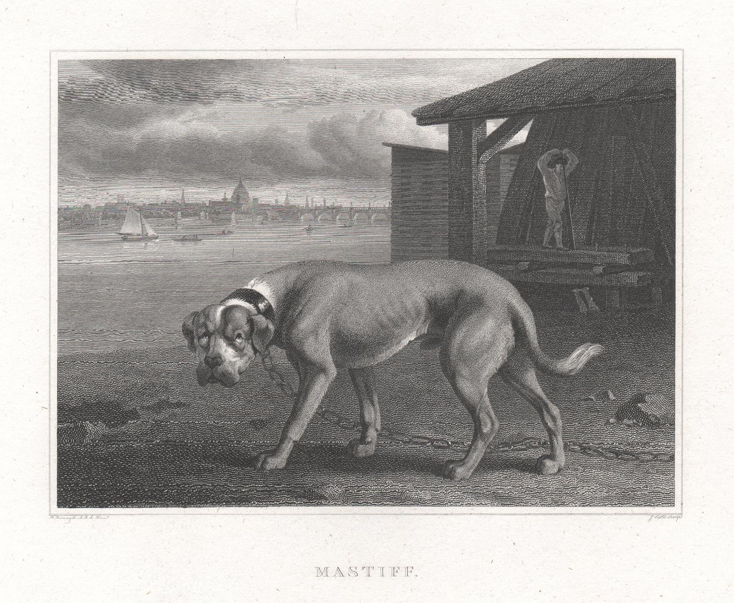 Philip Reinagle Animal Print - Mastiff, early 19th century English dog engraving