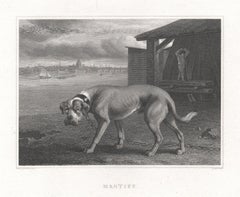 Mastiff, early 19th century English dog engraving
