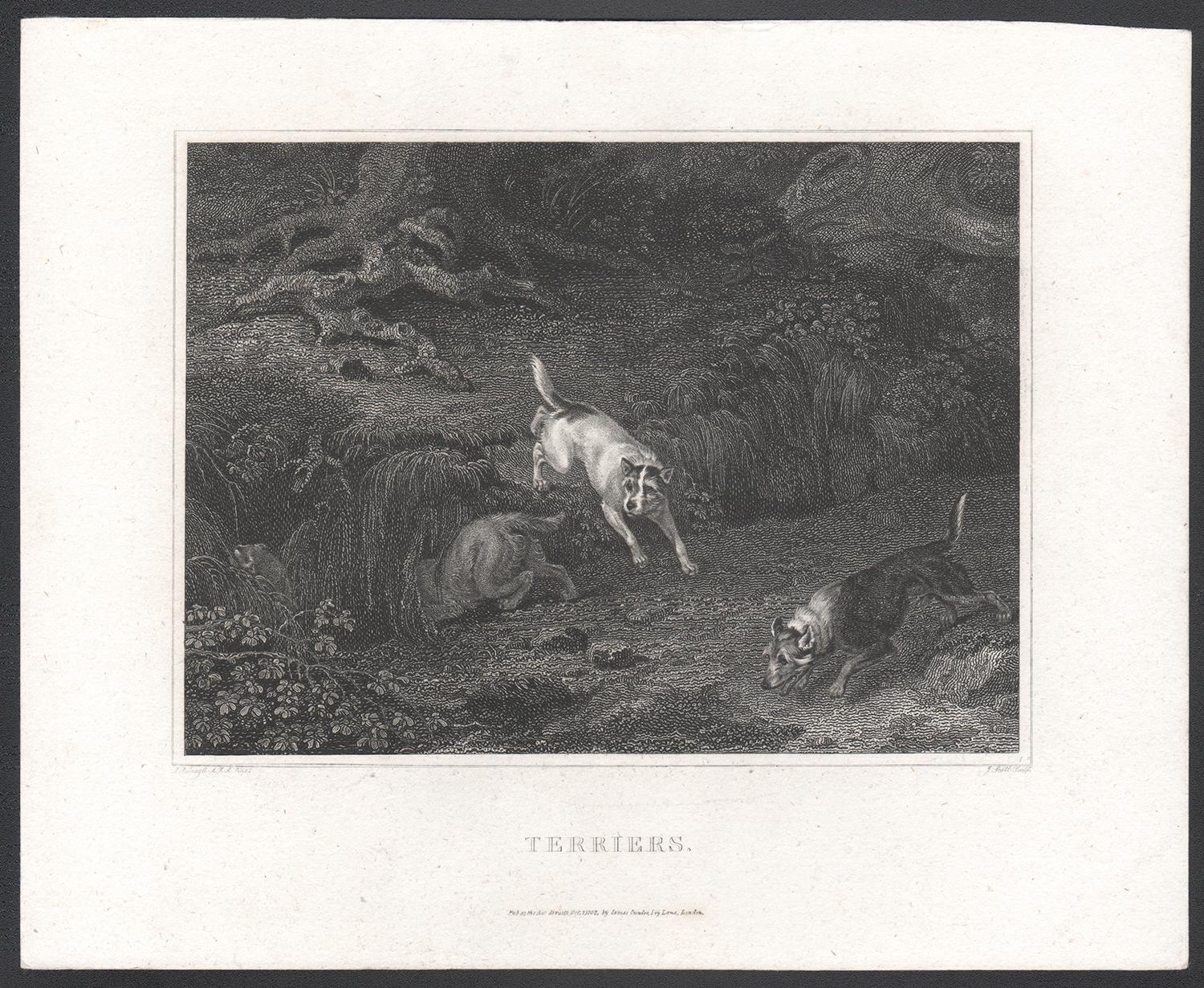 Terriers, early 19th century English dog engraving print - Print by Philip Reinagle