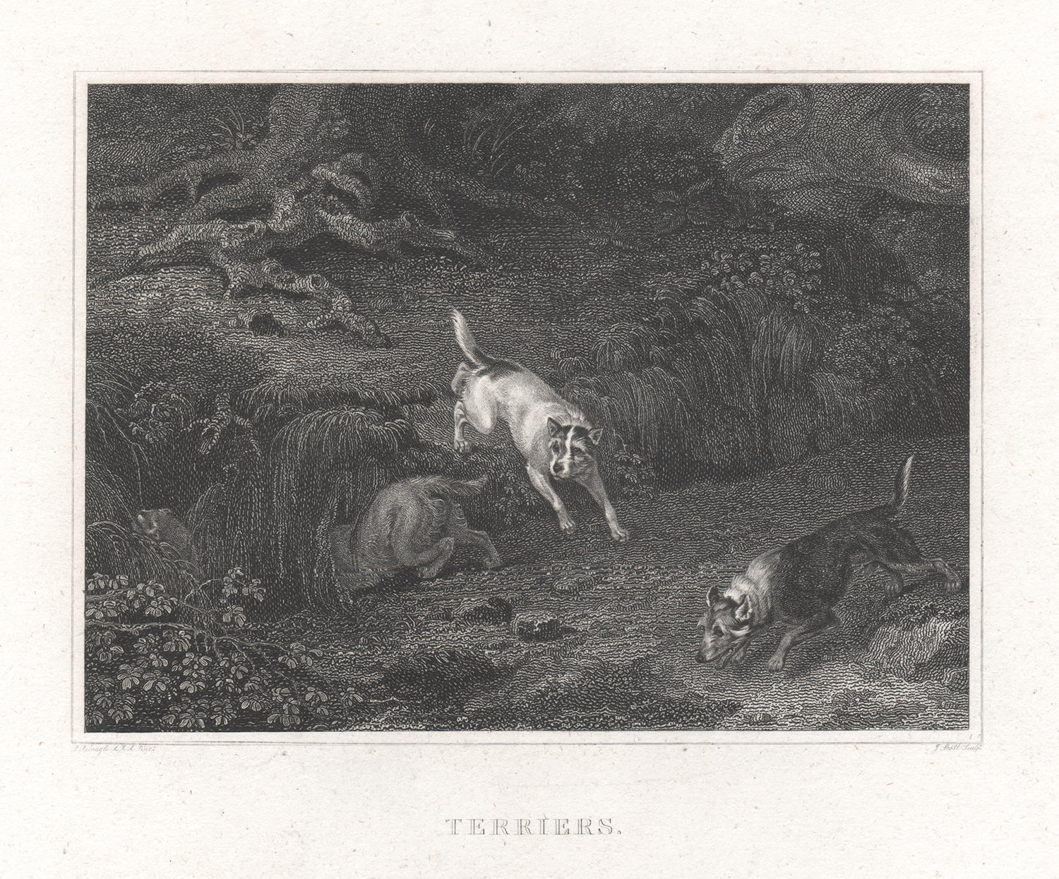 Terriers, early 19th century English dog engraving