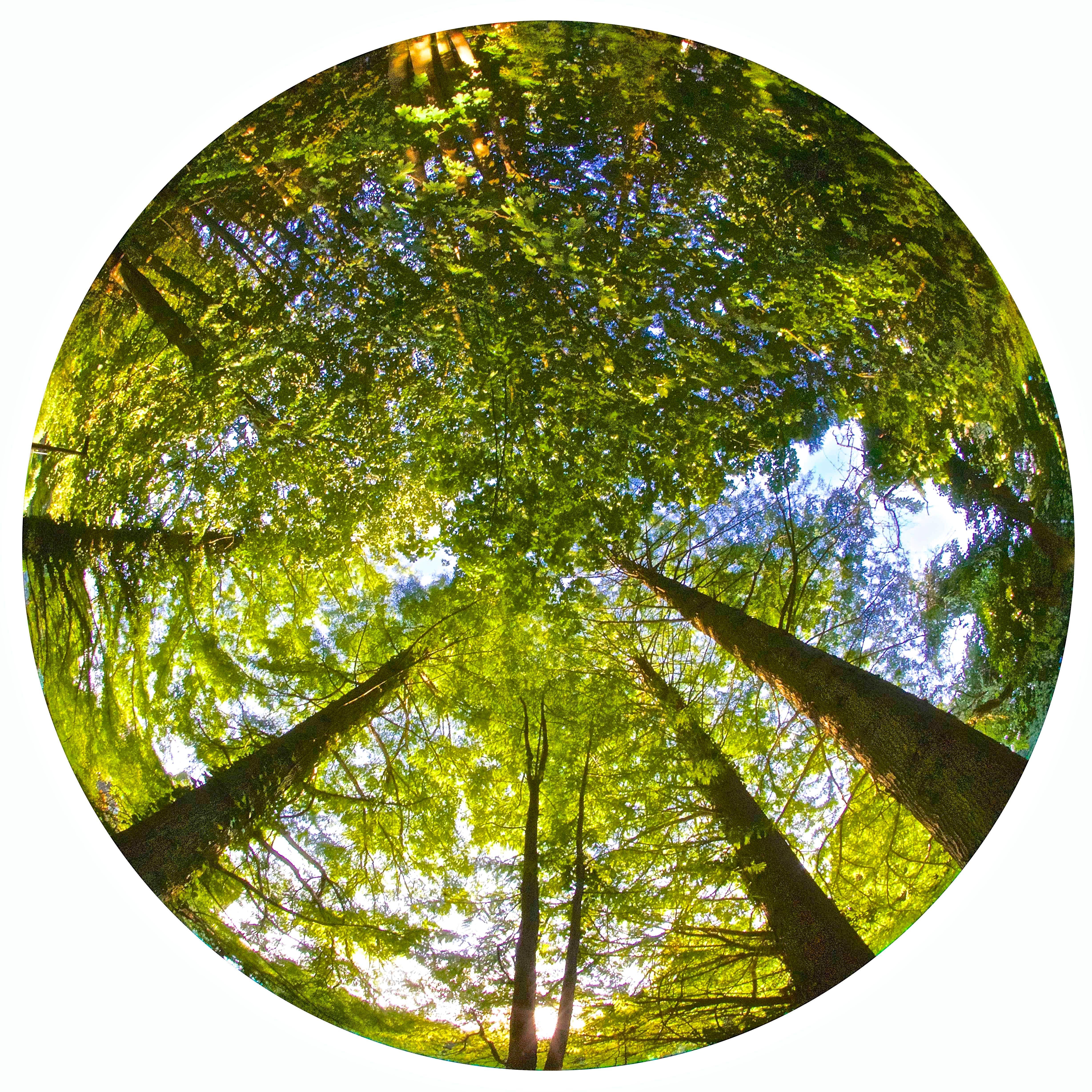 Philip Shalam Abstract Photograph - SUMMER TREES - CONTEMPORARY PHOTO - COLOUR PHOTO - FISHEYE - NATURE - TREES