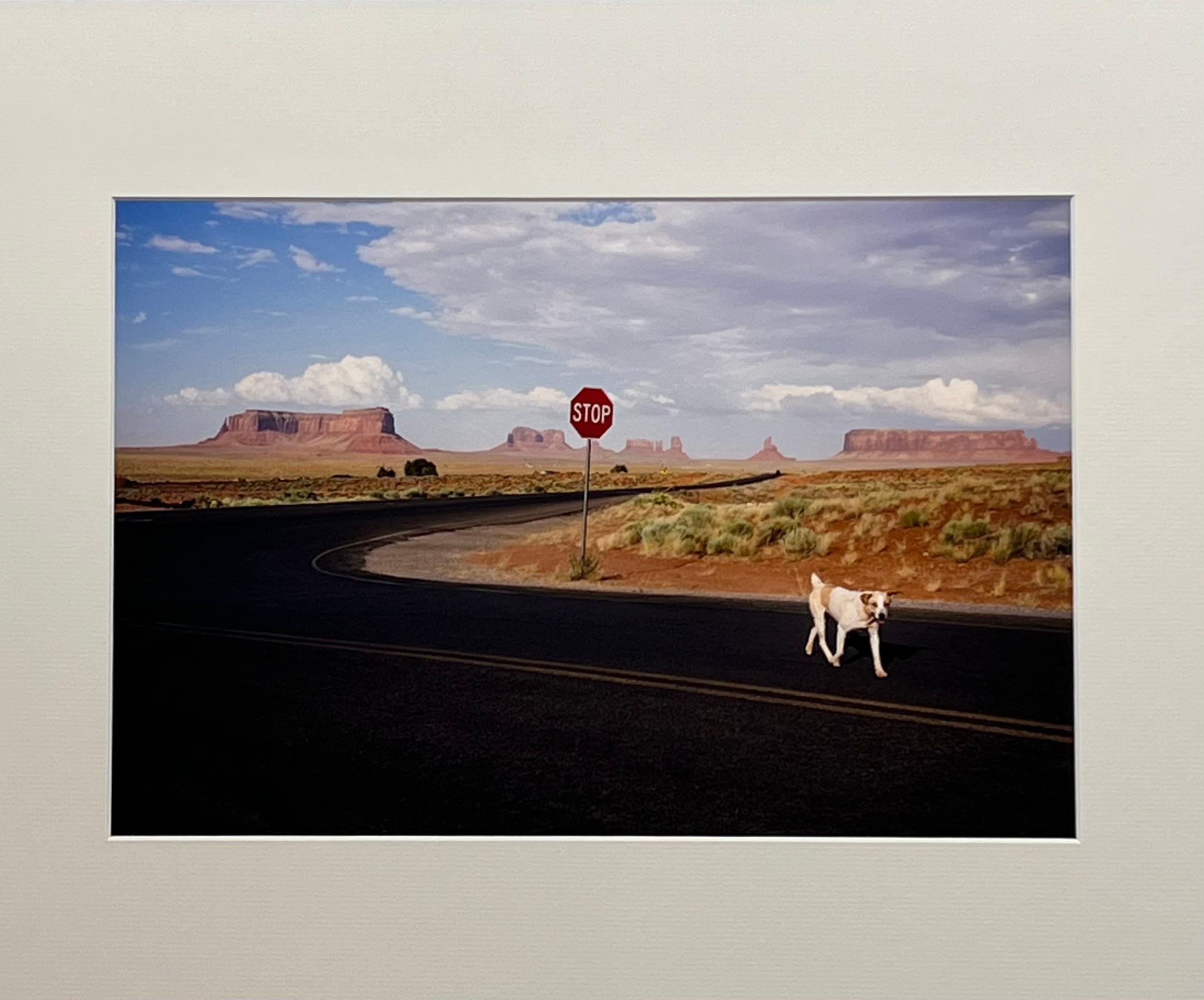 Lonesome Dog, 2017, Monument Valley, AZ, USA For Sale 2