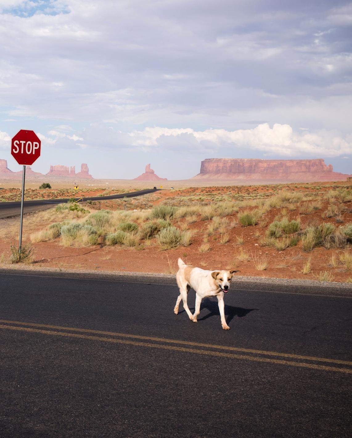 Lonesome Dog, 2017, Monument Valley, AZ, USA For Sale 4