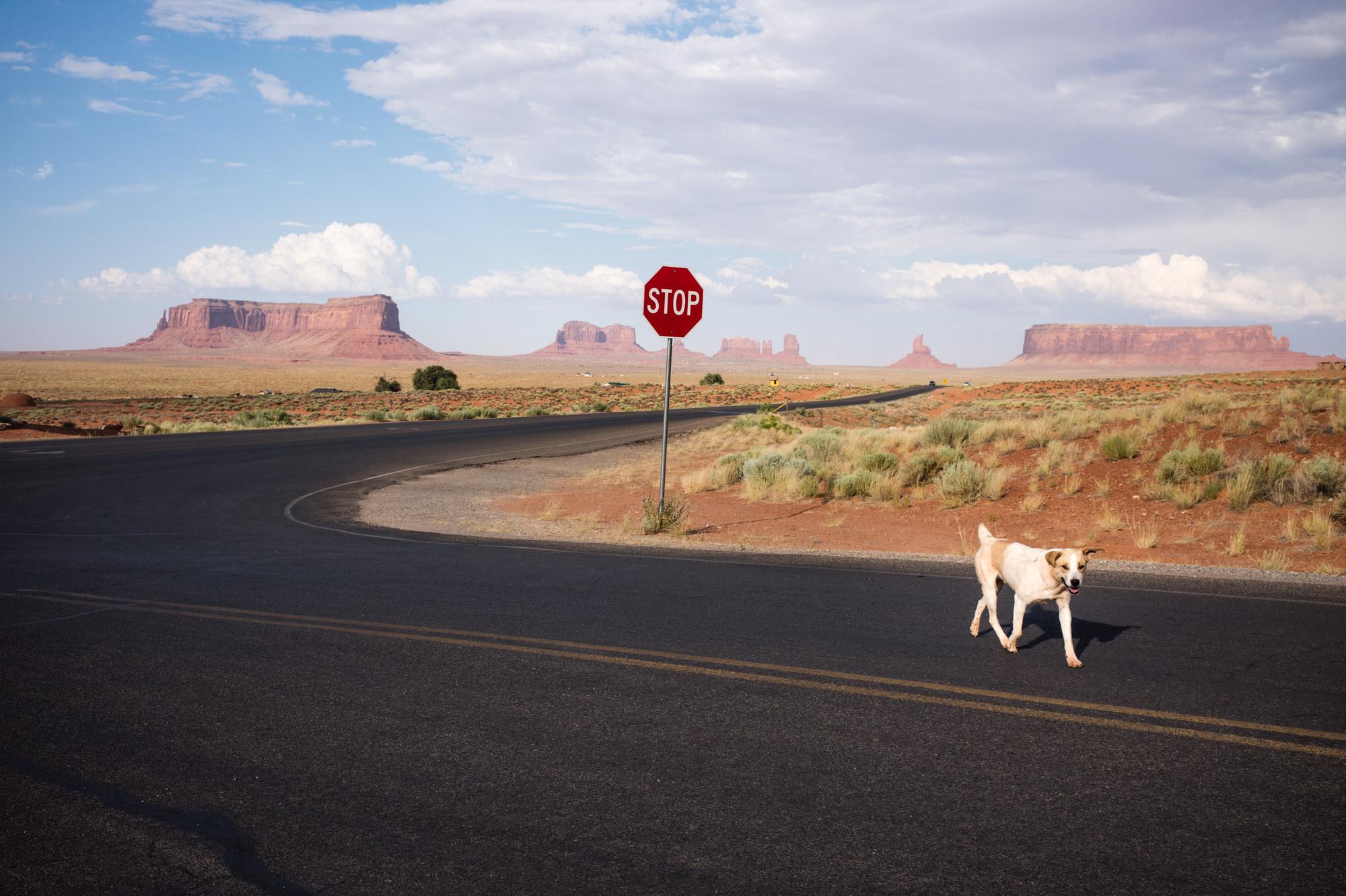 Lonesome Dog, 2017, Monument Valley, AZ, USA - Photograph by Philippe Blayo