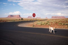 Einsamer Hund, 2017, Monument Valley, AZ, USA