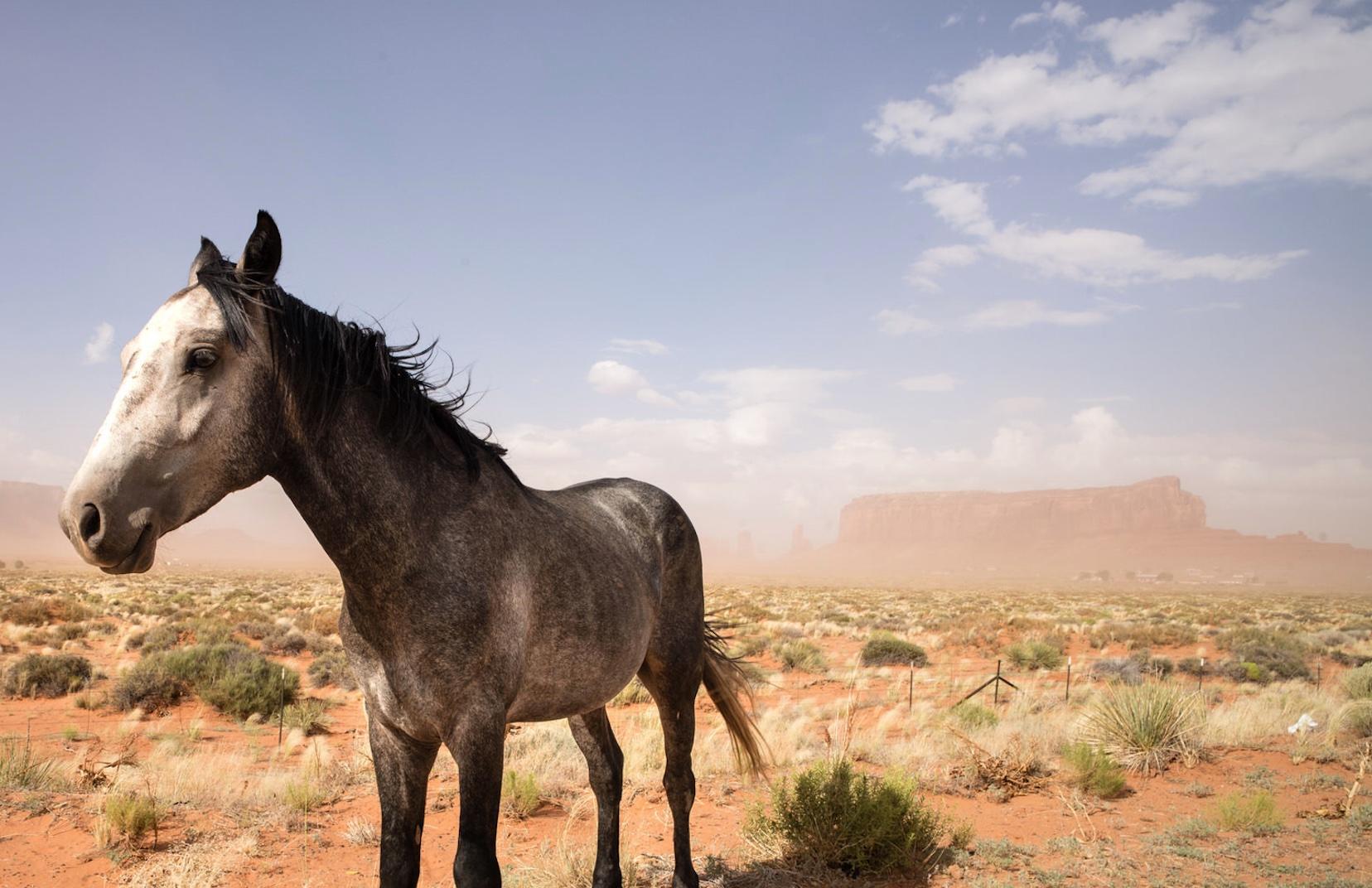 Wild West Horse, 2017, Monument Valley, AZ, USA - Contemporary Photograph by Philippe Blayo
