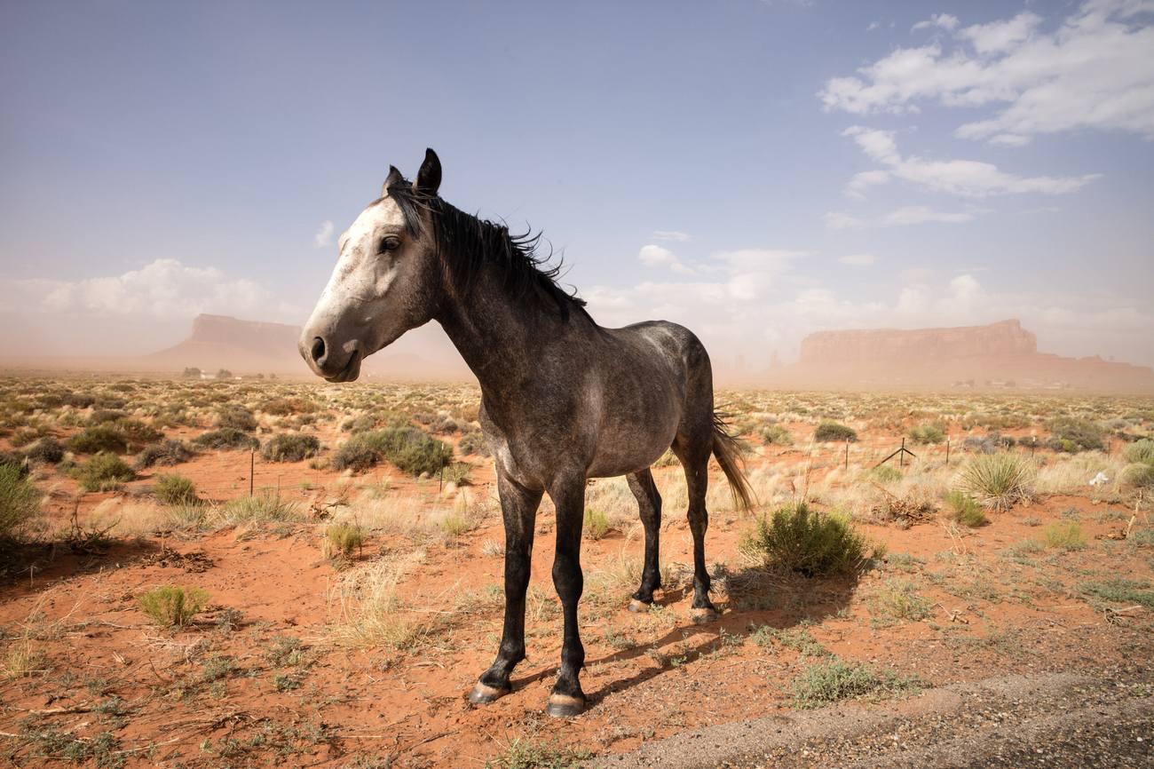 Philippe Blayo Color Photograph - Wild West Horse, 2017, Monument Valley, AZ, USA