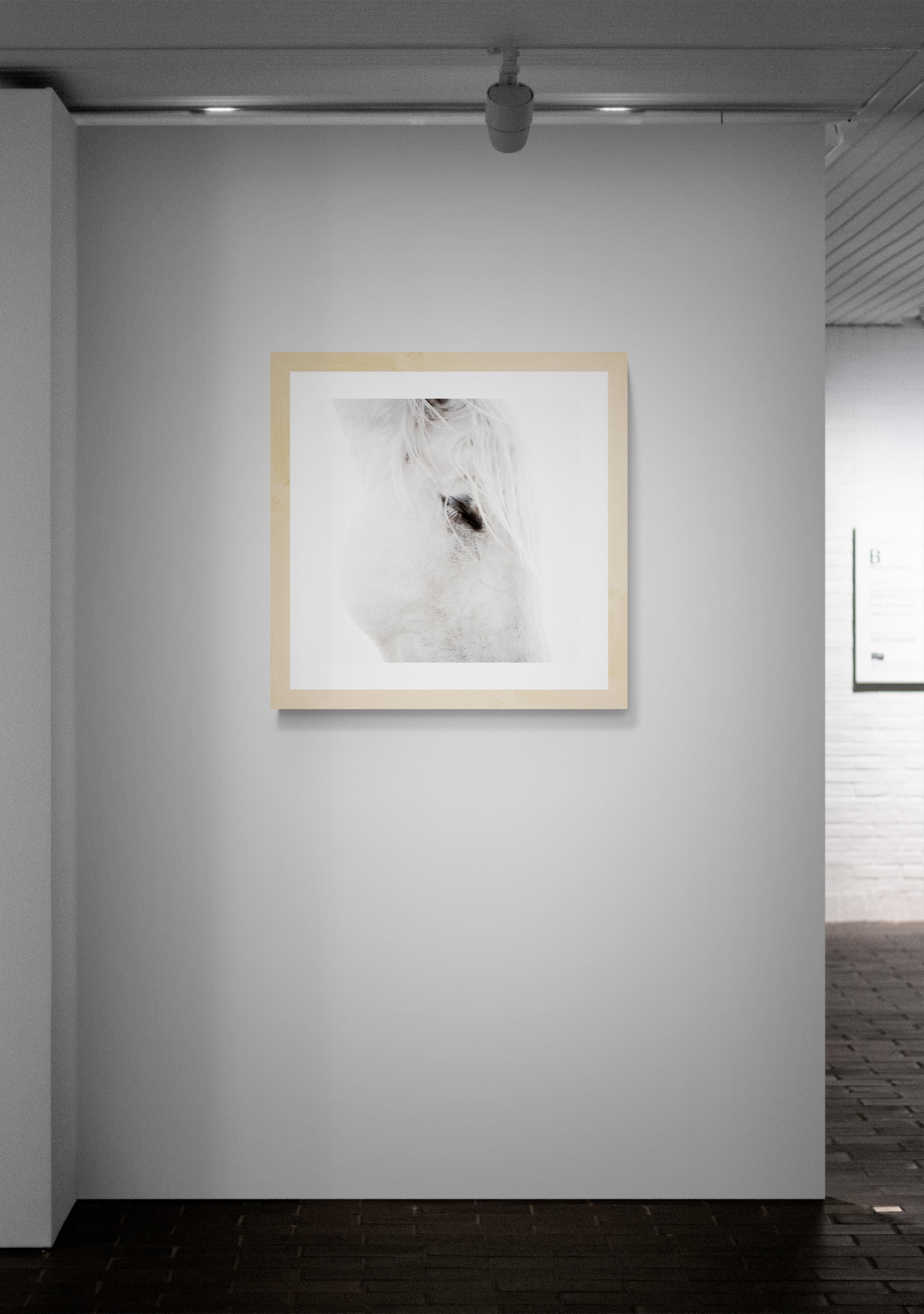 Silbersilber von Phillip Graybill, Pferdefotografie im Angebot 6