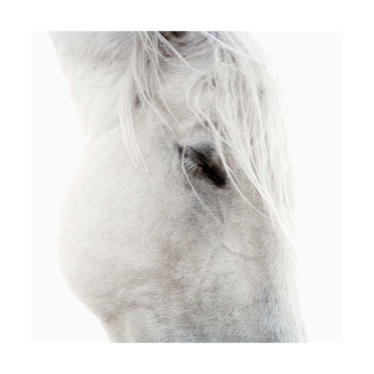 Selected from Phillip's acclaimed series, The Horses of Deep Hollow Ranch. Working with a vintage Mamiya handed to him by a stranger in NYC, Graybill creates contemporary photographic compositions in a style that is reminiscent of the Pictorial
