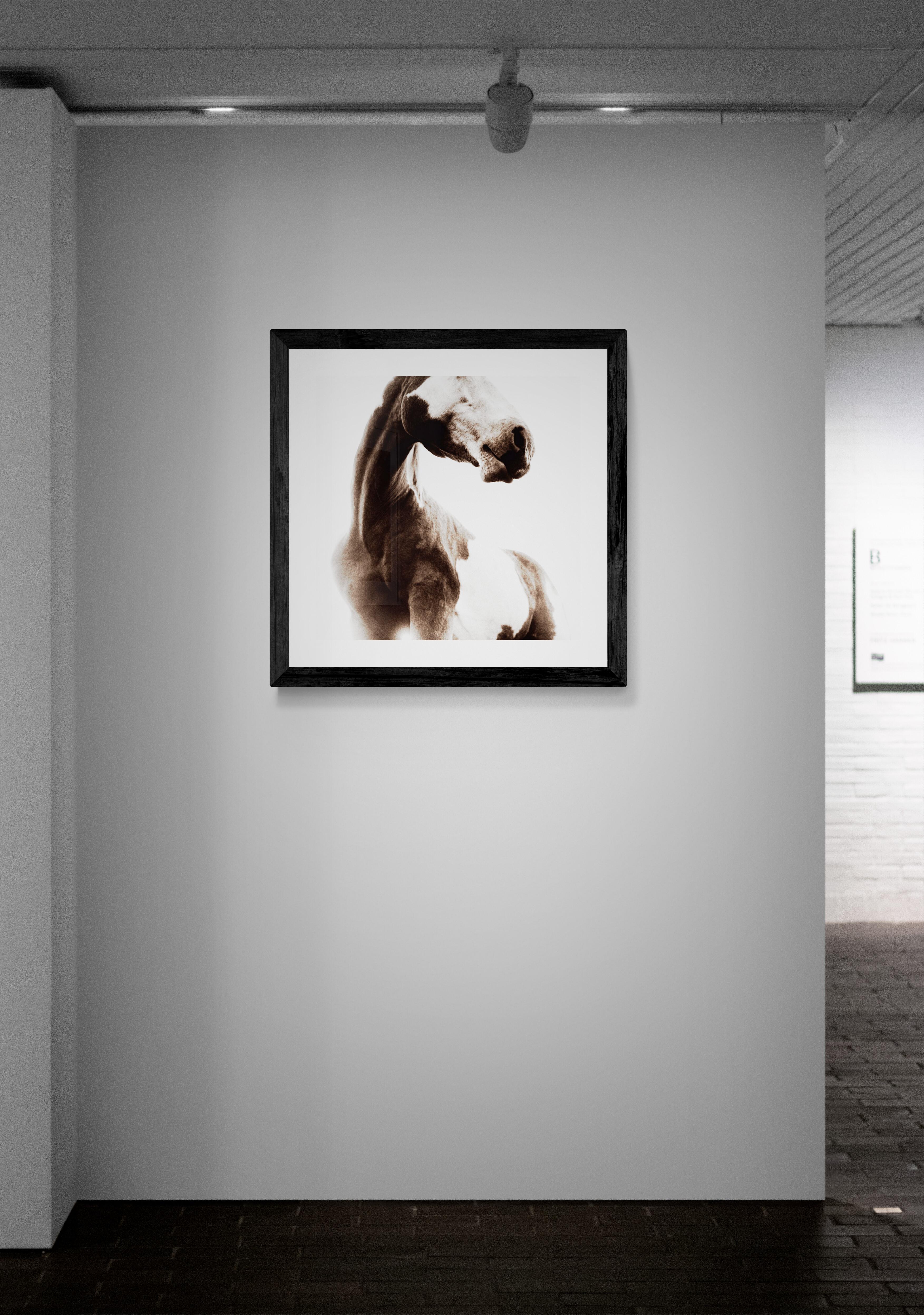 Sosa von Phillip Graybill, Pferdfotografie im Angebot 3