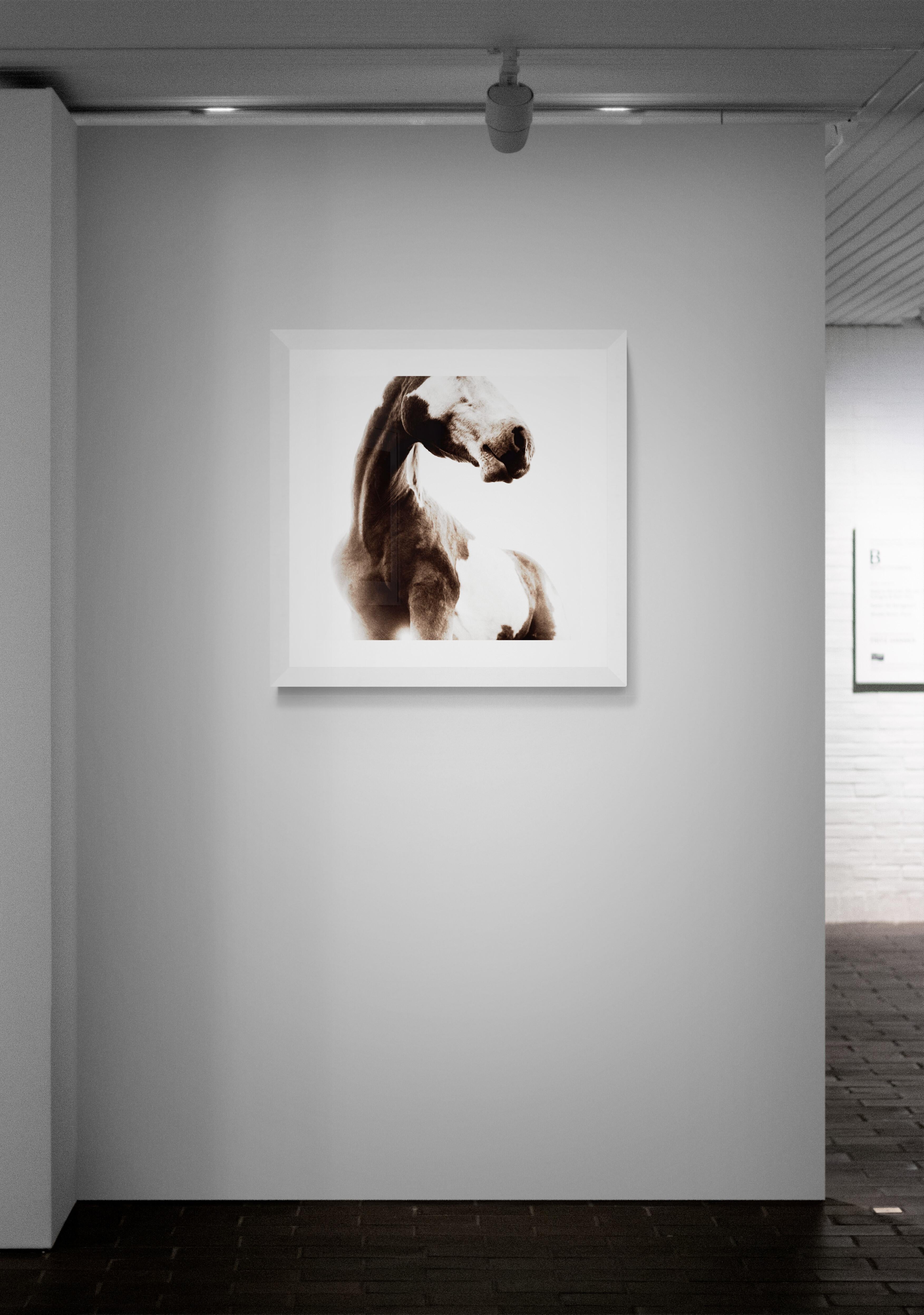 Sosa von Phillip Graybill, Pferdfotografie im Angebot 4