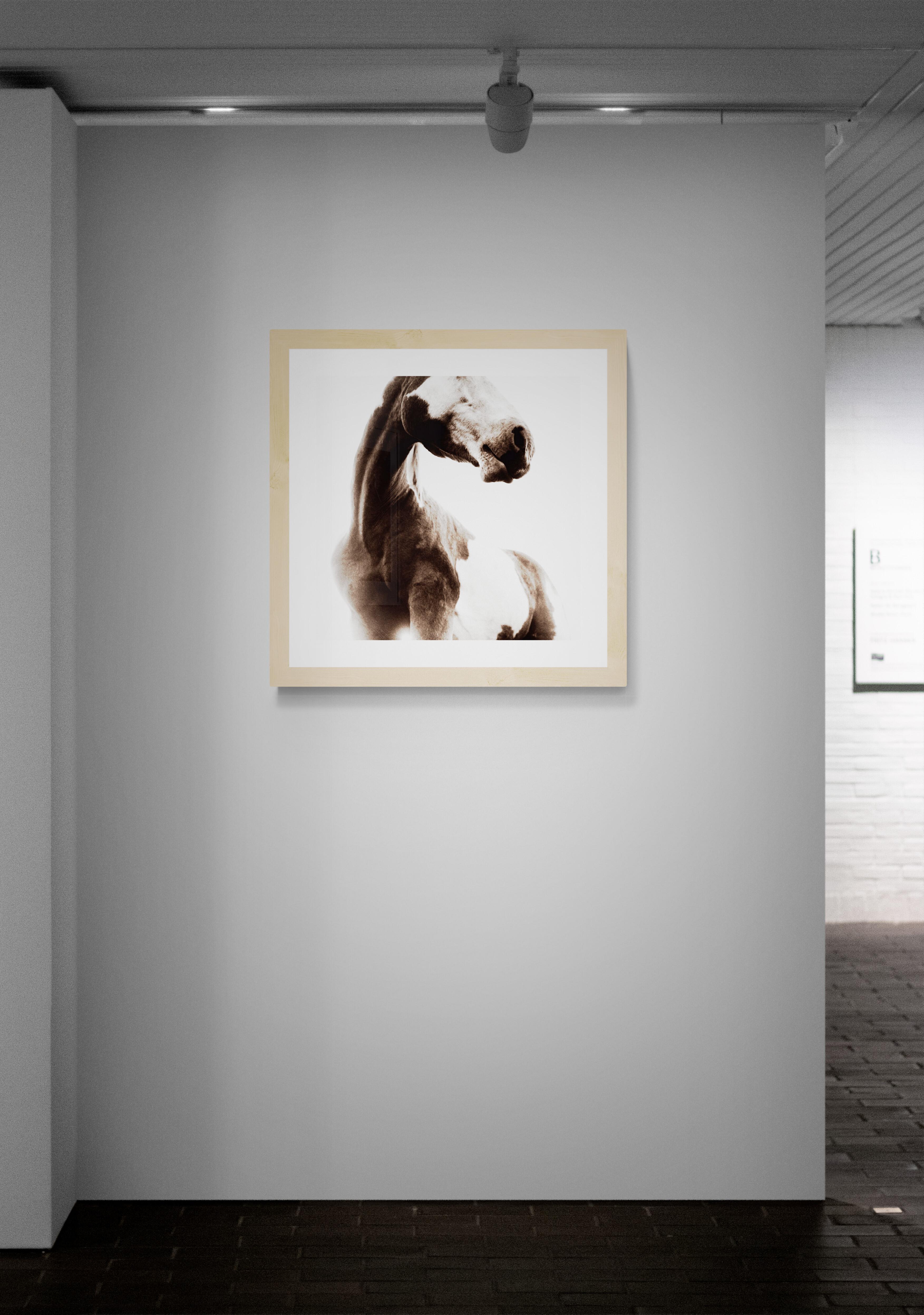Sosa von Phillip Graybill, Pferdfotografie im Angebot 5