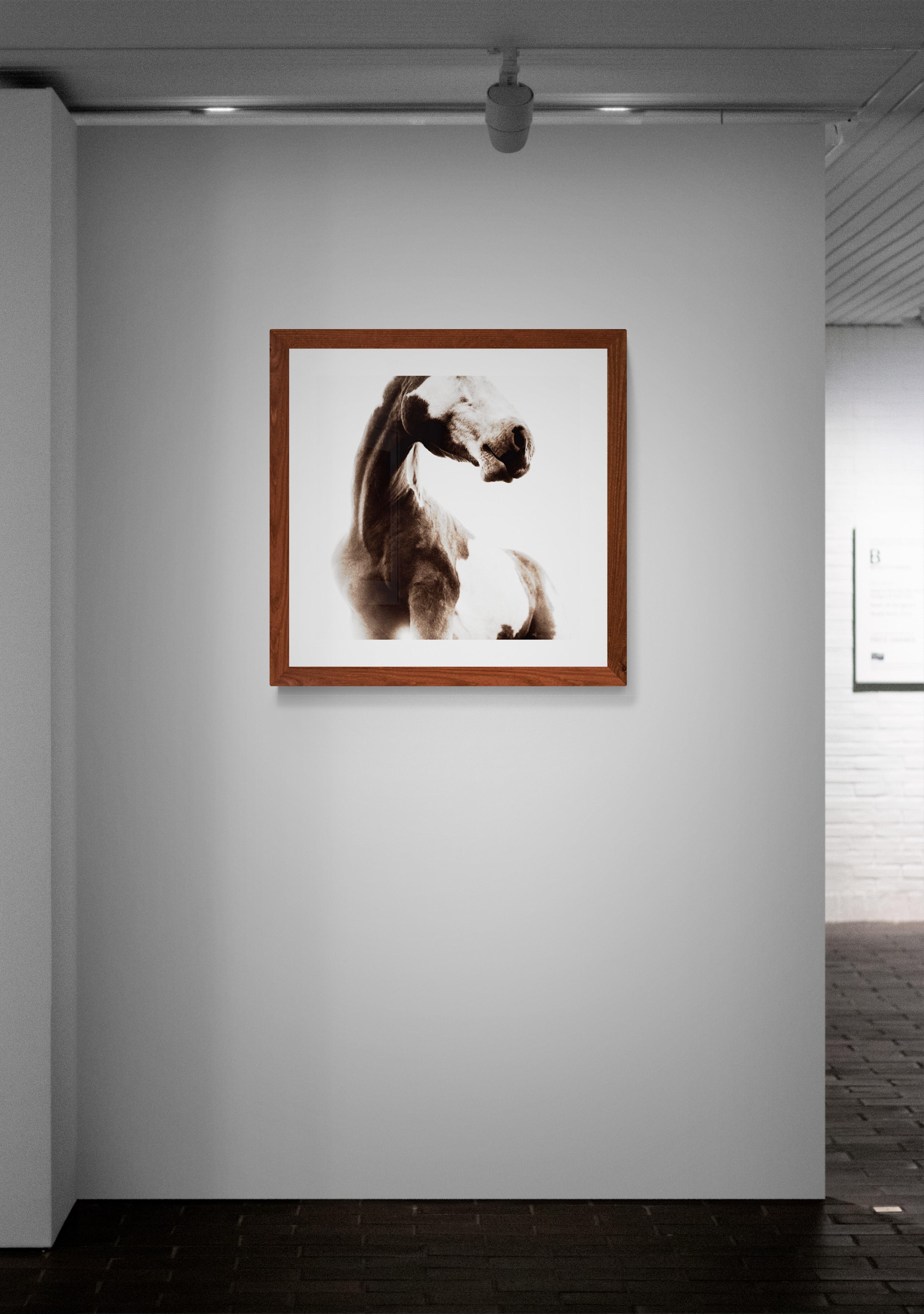 Sosa by Phillip Graybill, Horse Photography For Sale 6