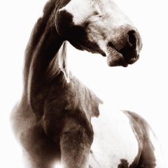 Sosa by Phillip Graybill, Horse Photography