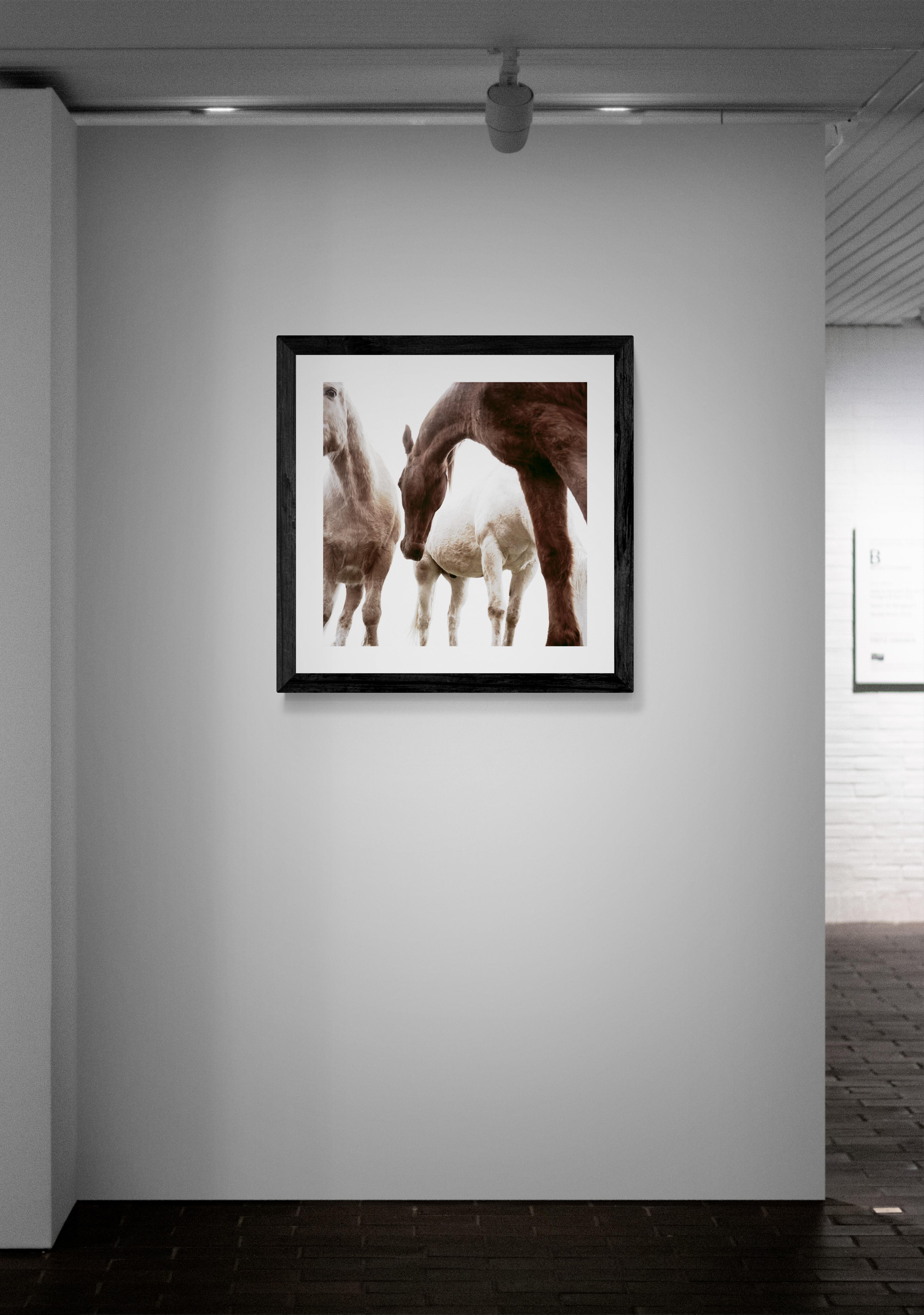 Three Horses by Phillip Graybill, Horse Photography For Sale 2