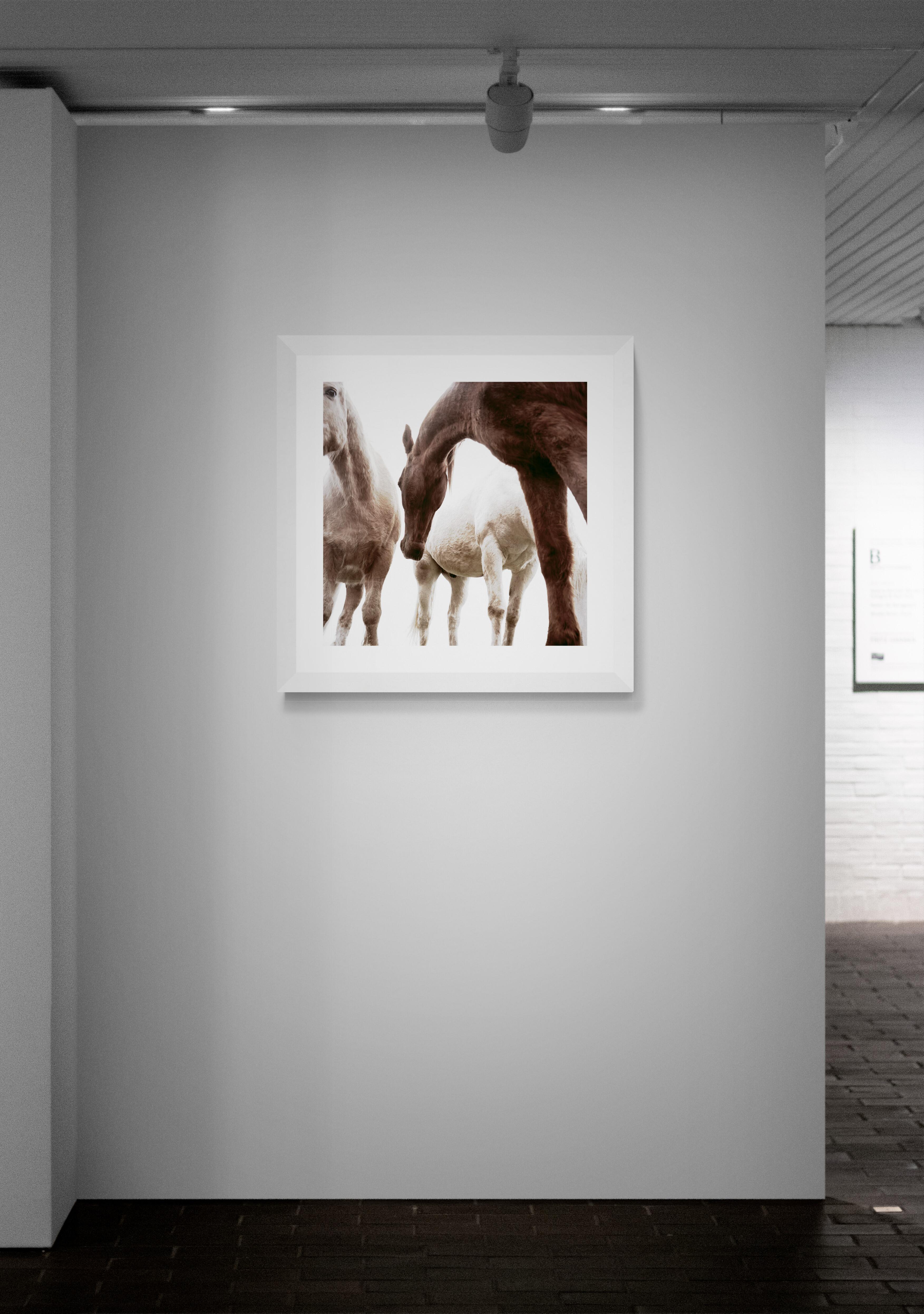 Three Horses by Phillip Graybill, Horse Photography For Sale 3