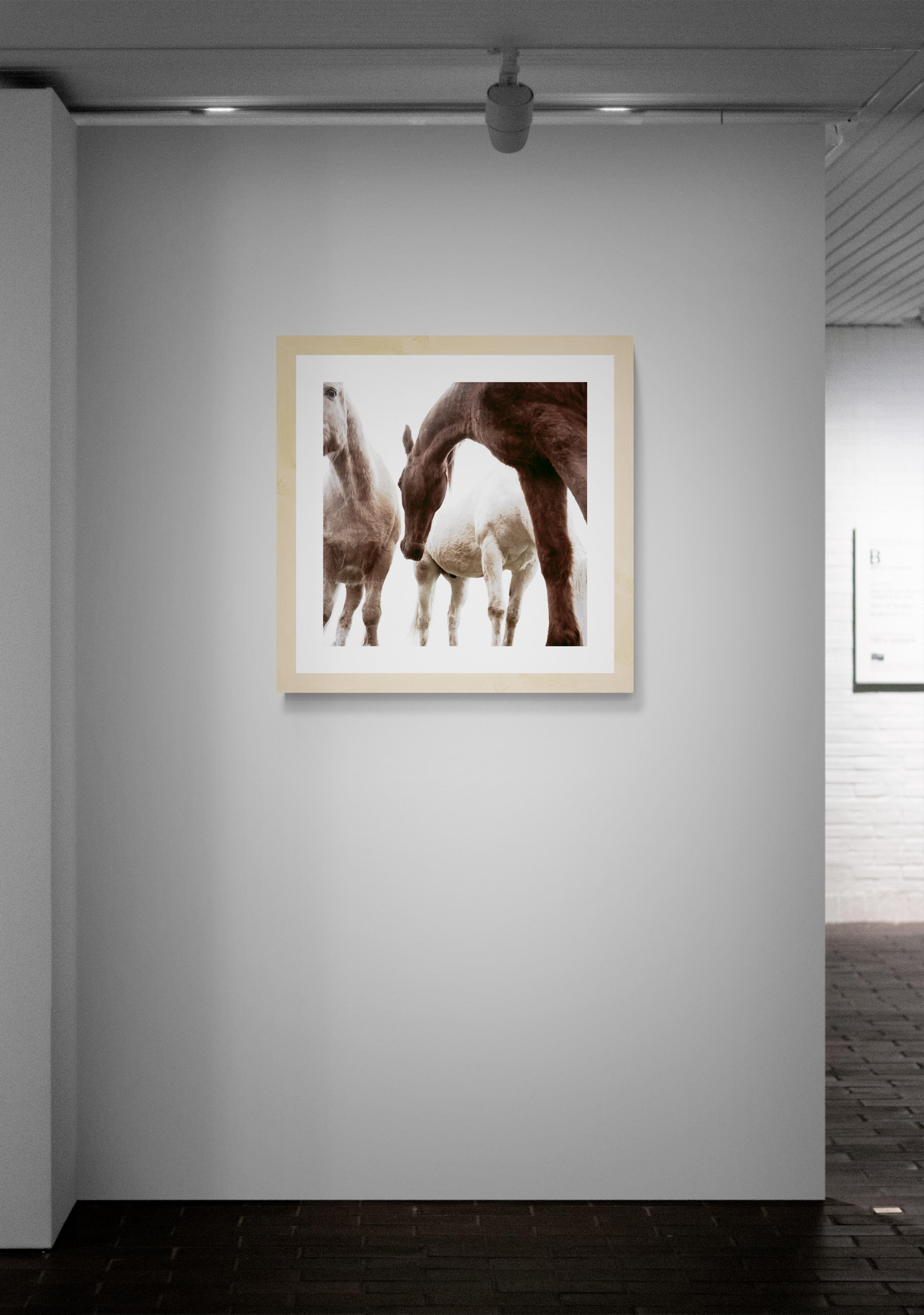 Drei Pferde von Phillip Graybill, Pferdefotografie im Angebot 4