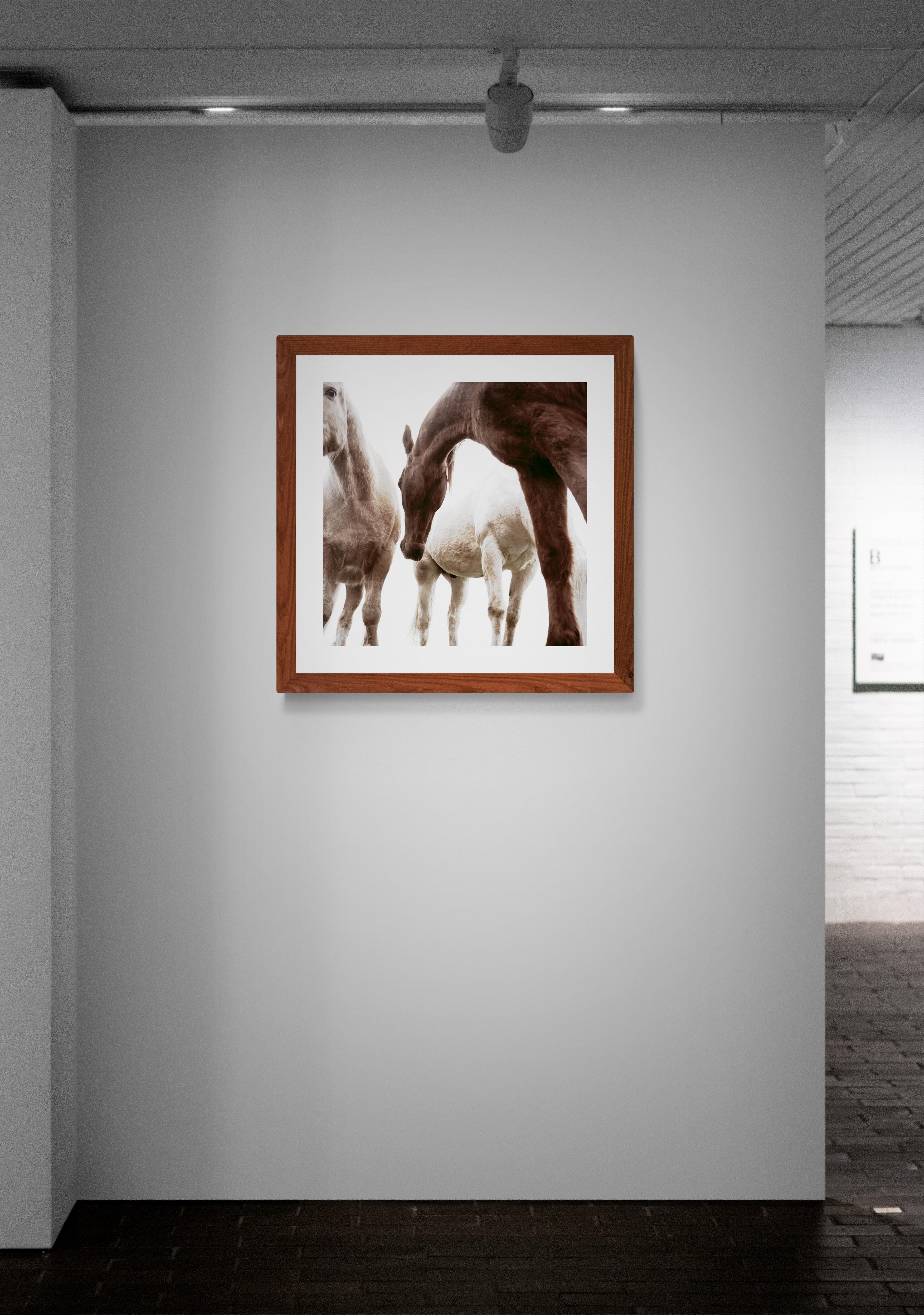 Three Horses by Phillip Graybill, Horse Photography For Sale 5