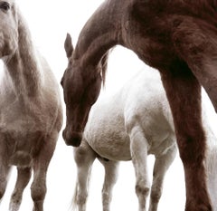Drei Pferde von Phillip Graybill, Pferdefotografie