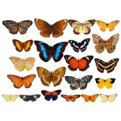 Photo-Realistic Painting of Butterflies by Bridget Orlando