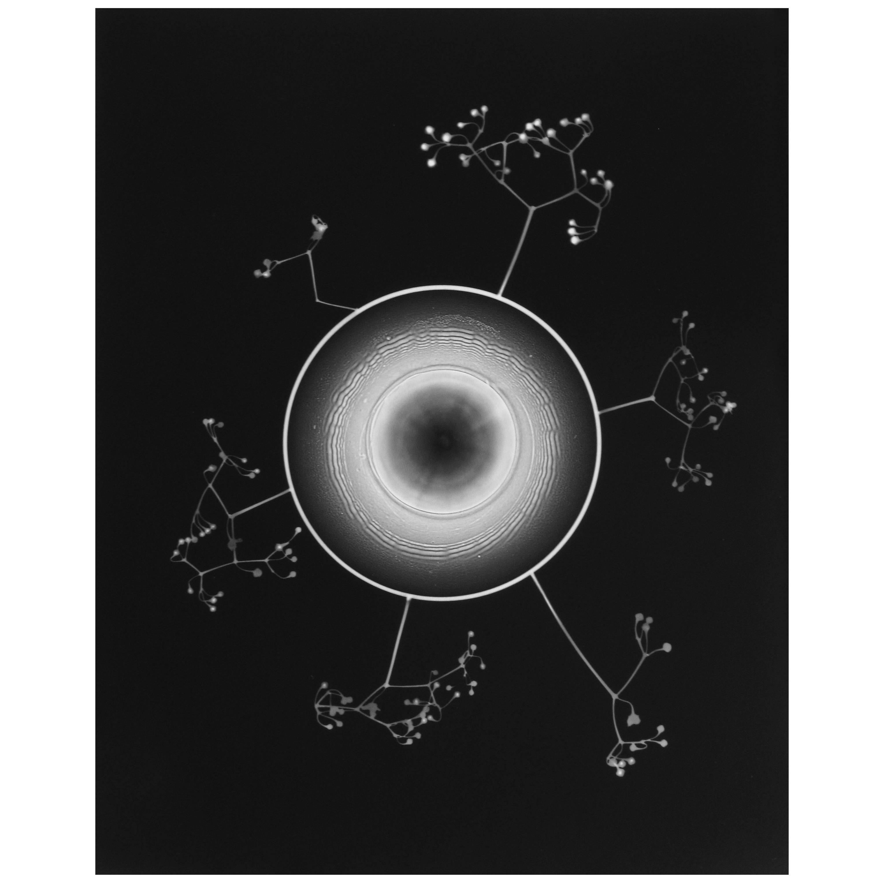 Photogram No. 7 by Timothy Reagan For Sale