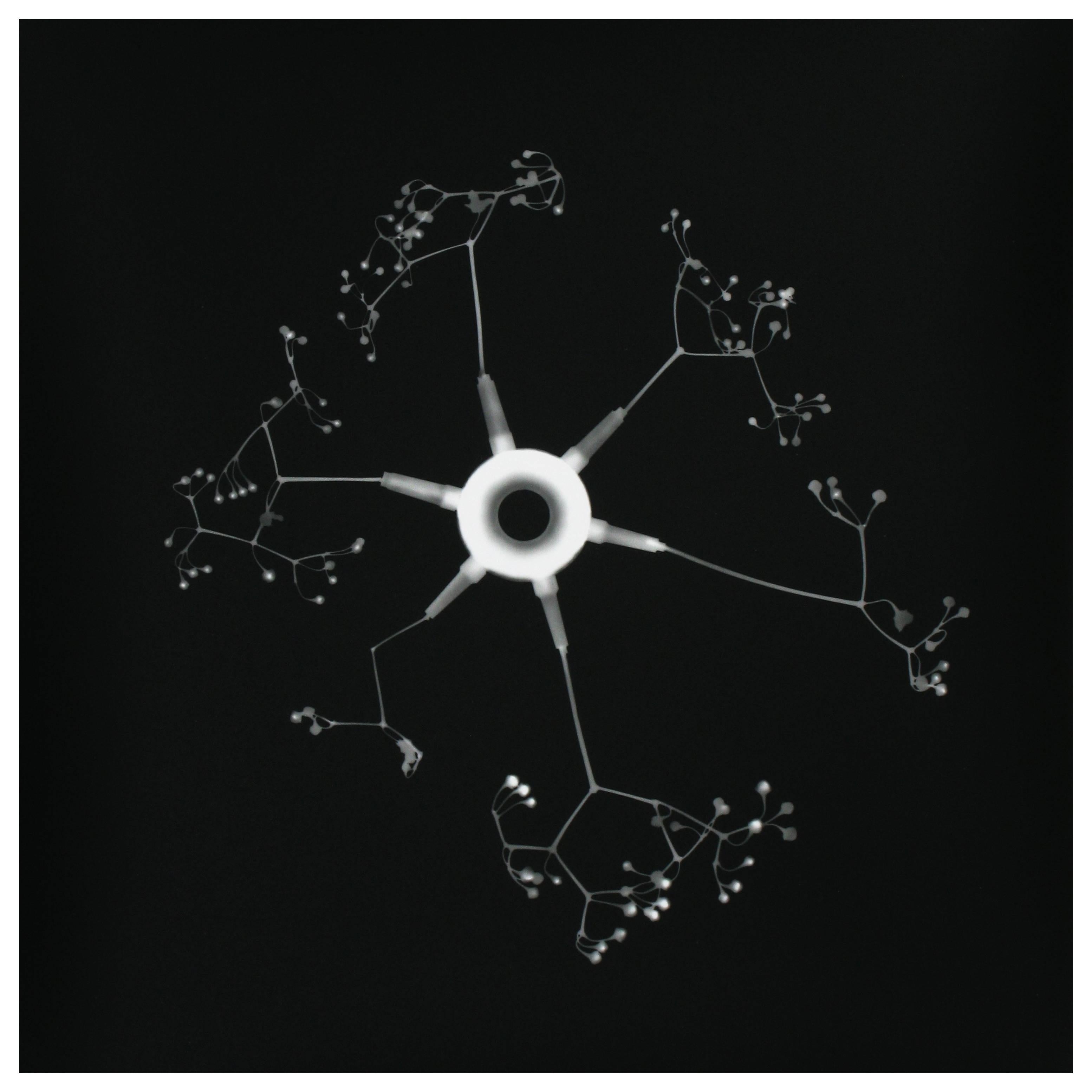 Photogram No. 9 by Timothy Reagan For Sale
