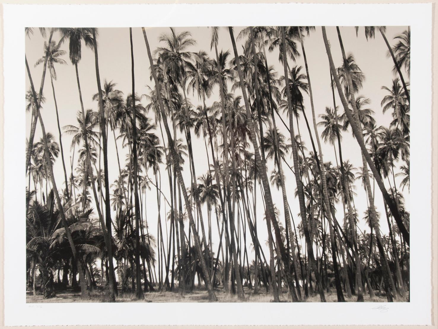 American Photograph, Artist Proof California Palm Trees, Signed Limited Edition