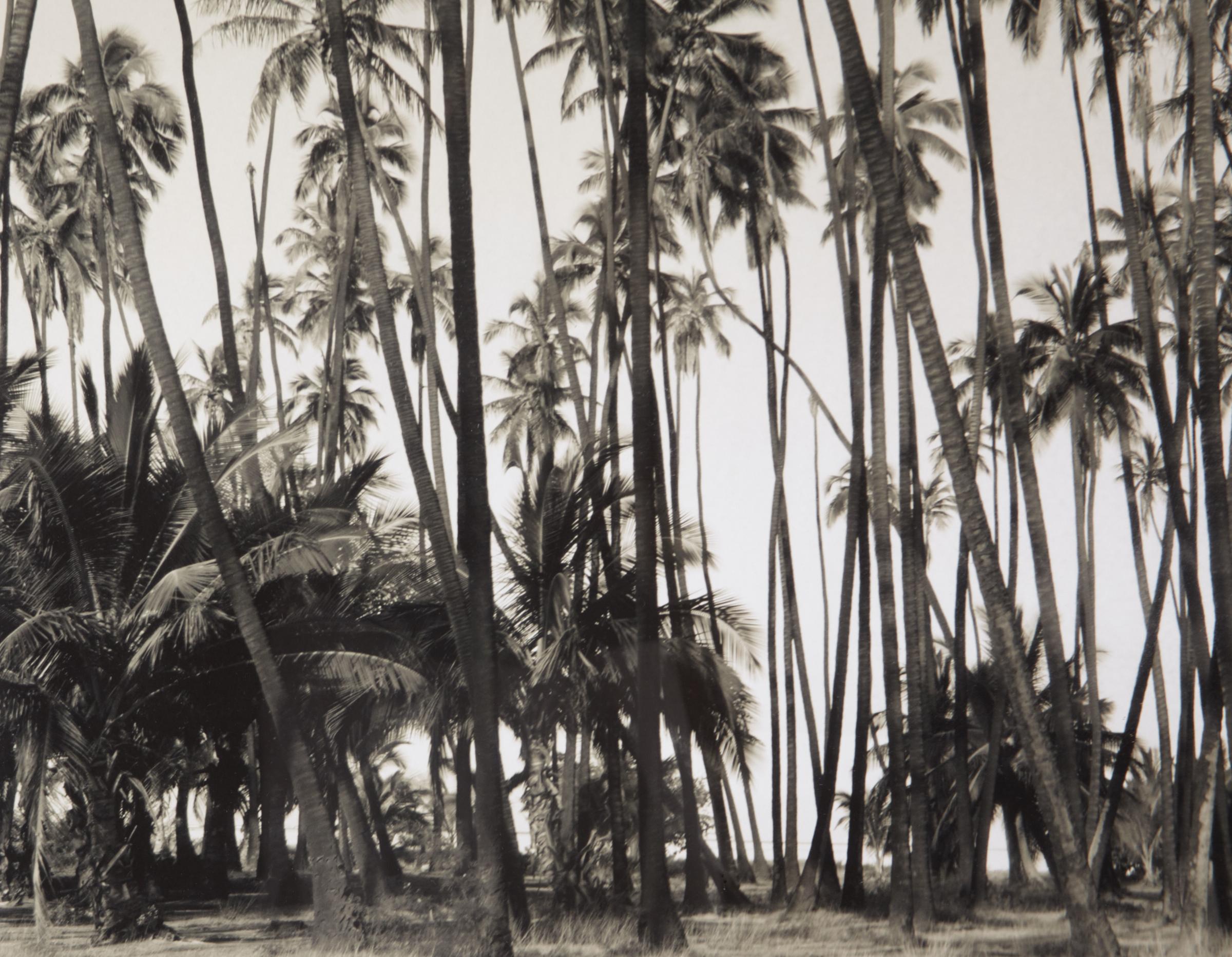 Other Photograph, Artist Proof California Palm Trees, Signed Limited Edition