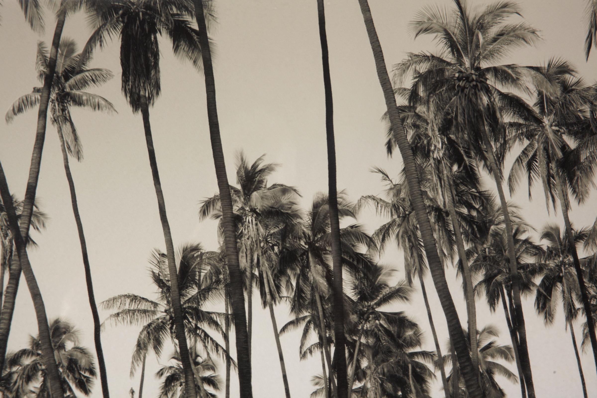Photograph, Artist Proof California Palm Trees, Signed Limited Edition In Good Condition In Plymouth, MA