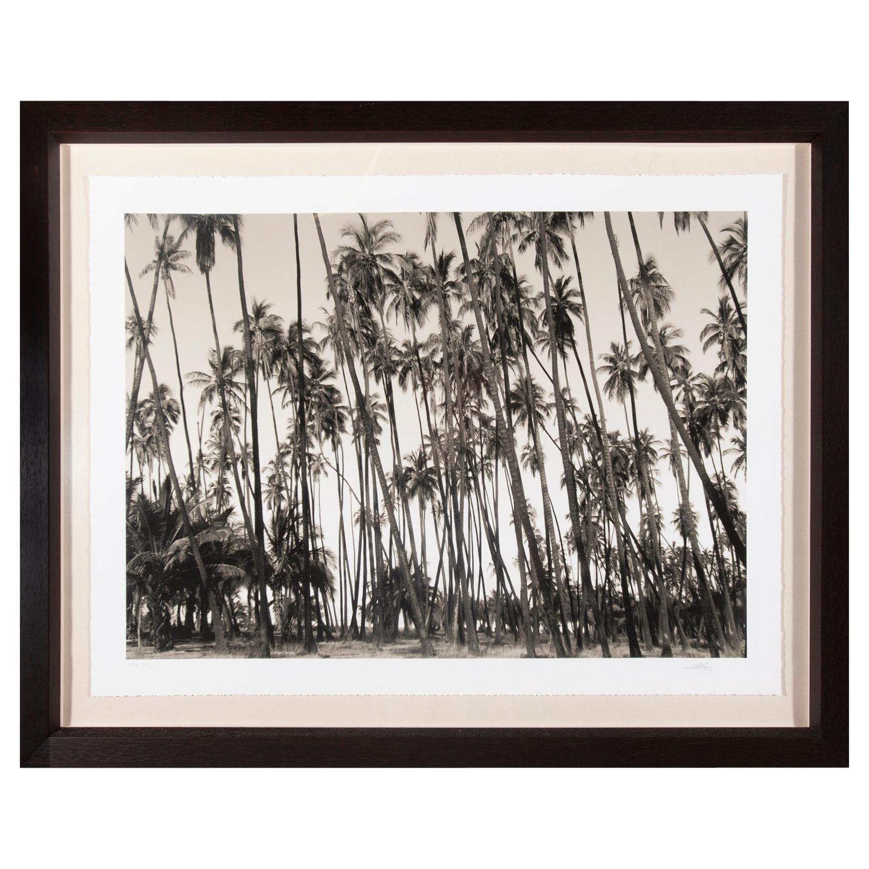 Photograph, Artist Proof California Palm Trees, Signed Limited Edition