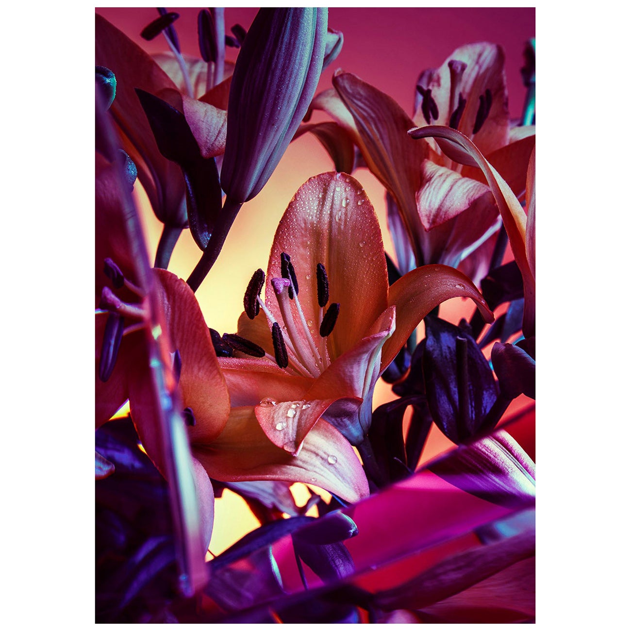 New And Custom Photography