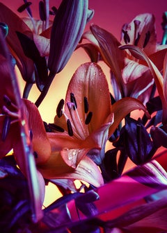 Photographic Giclee Print 'Lillies Of Light' 70x100 G. Cassapides Wall Art Hotel