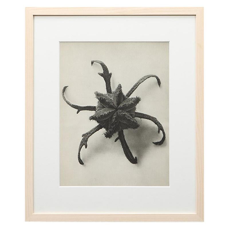 Photogravure in Black and White by Karl Blossfeldt '10' For Sale