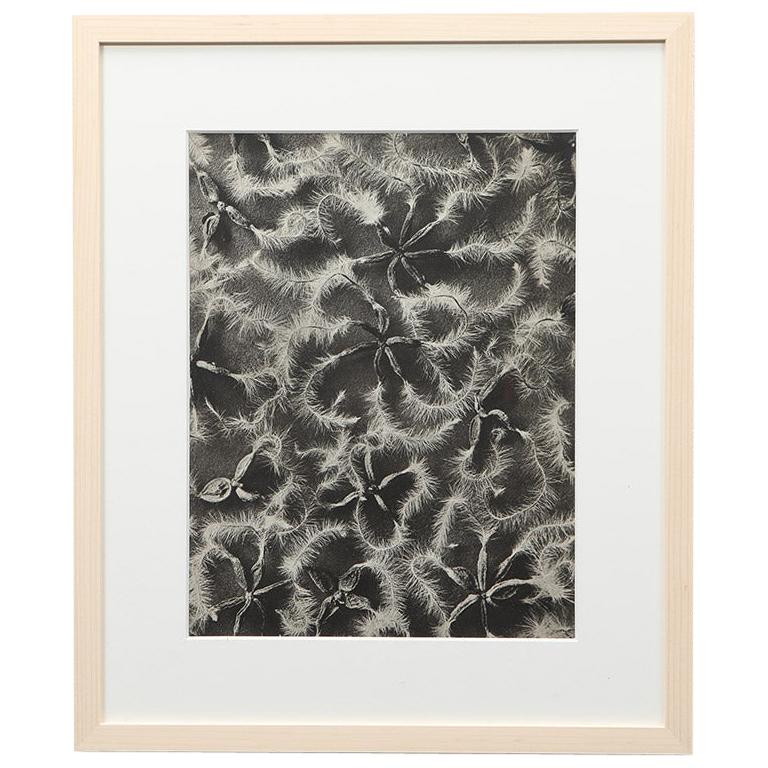 Photogravure in Black and White by Karl Blossfeldt '11' For Sale