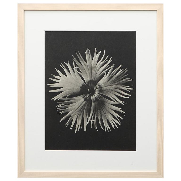 Photogravure in Black and White by Karl Blossfeldt '2' For Sale