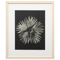 Photogravure in Black and White by Karl Blossfeldt 
2
