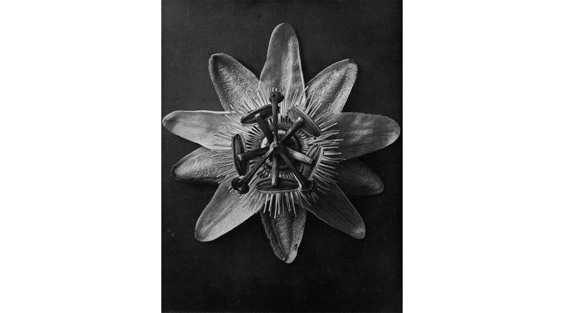 photogravure-in-black-and-white-by-karl-blossfeldt-8-for-sale-at-1stdibs