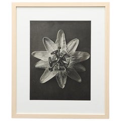 Photogravure in Black and White by Karl Blossfeldt 
8
