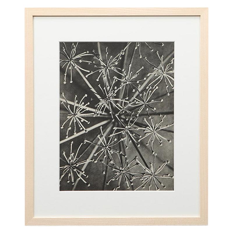 Photogravure in Black and White by Karl Blossfeldt '9' For Sale